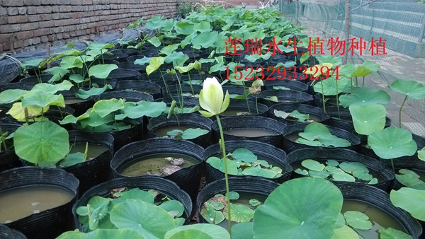 精品香蕉视频黄版APP