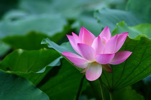 香蕉视频黄版APP