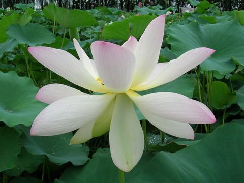 香蕉视频黄版APP批发