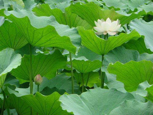 香蕉视频黄版APP的基地