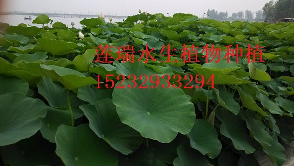 香蕉视频黄版APP种植基地