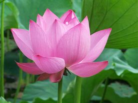 香蕉视频黄版APP