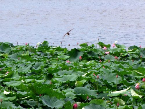 香蕉视频黄版APP苗基地