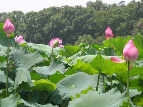 香蕉视频黄版APP效果