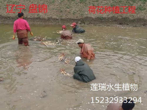 香蕉视频黄版APP种植