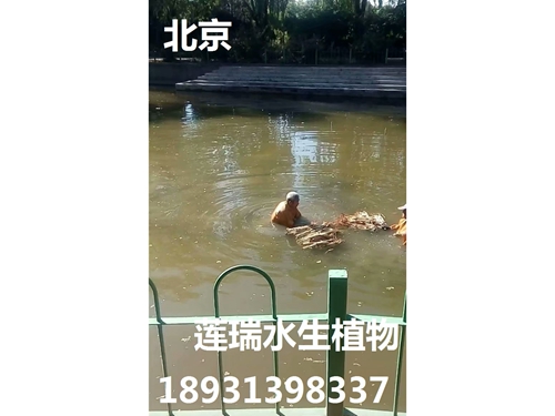 北京东郊公园香蕉视频黄版APP种植